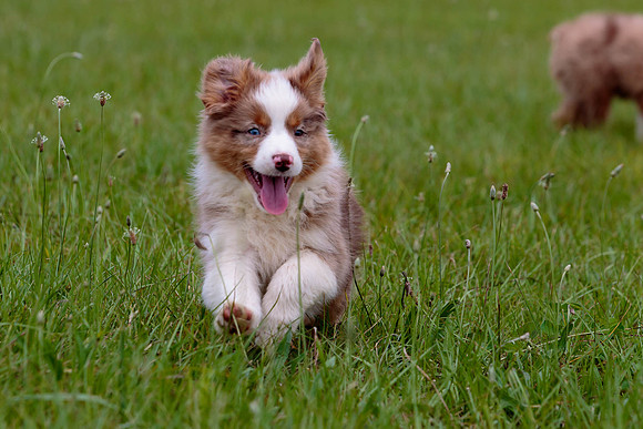 Puppies-7922
