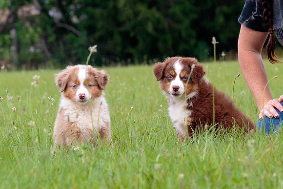 Puppies-7951