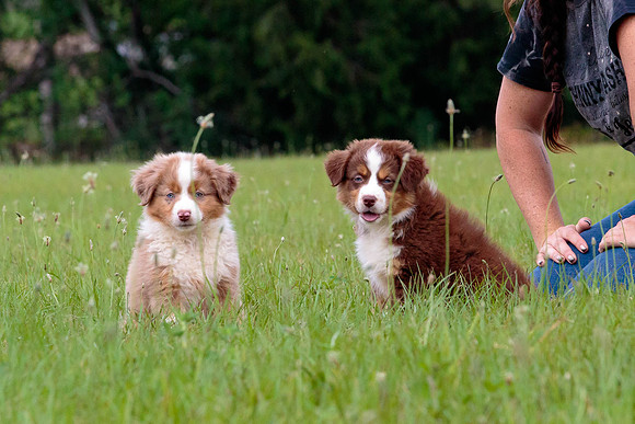 Puppies-7952