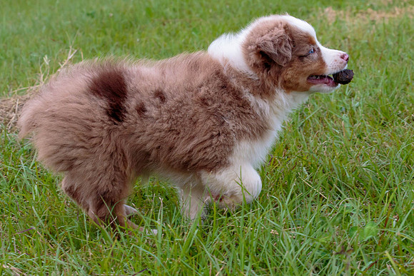 Puppies-7964