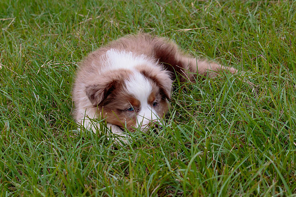 Puppies-7962