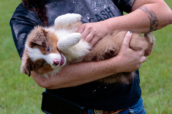 Puppies-7972