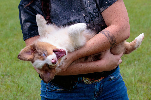 Puppies-7973