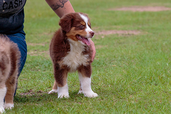 Puppies-7994