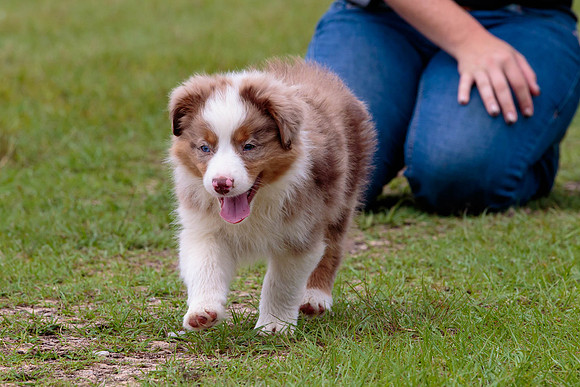Puppies-7995