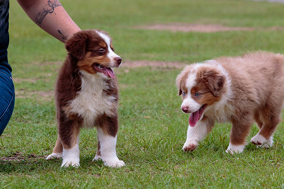 Puppies-7998