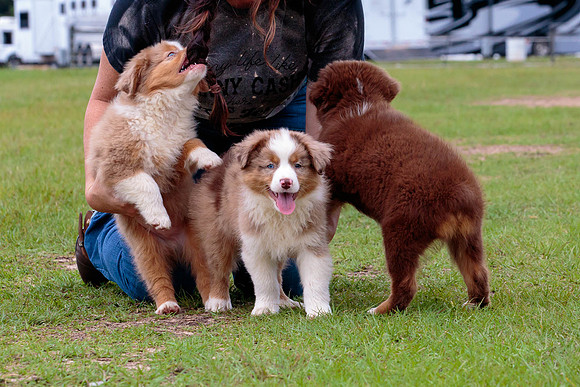 Puppies-8009