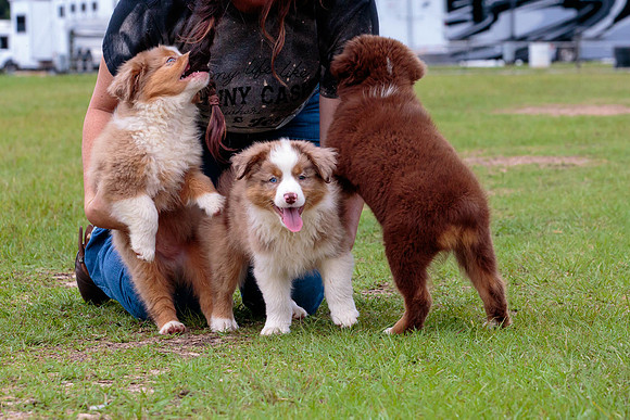 Puppies-8010