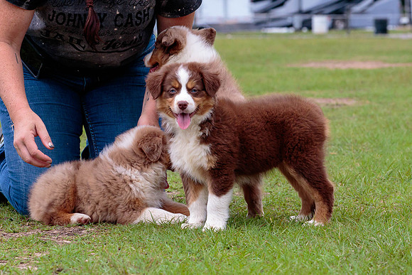 Puppies-8013
