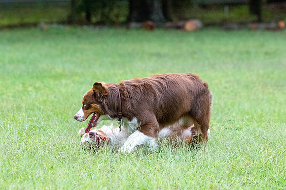Puppies-0505