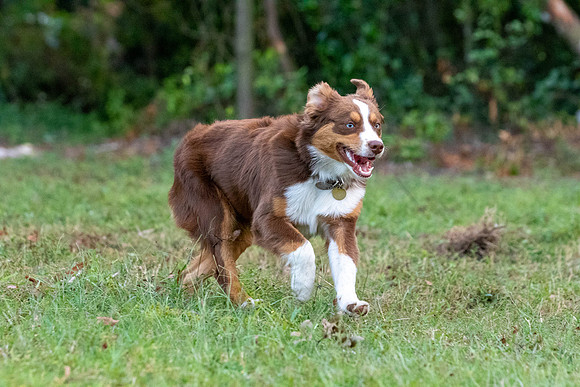 Puppies-0516