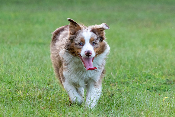Puppies-0510