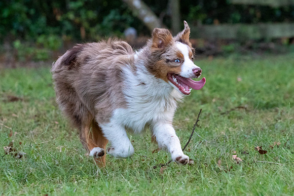 Puppies-0522