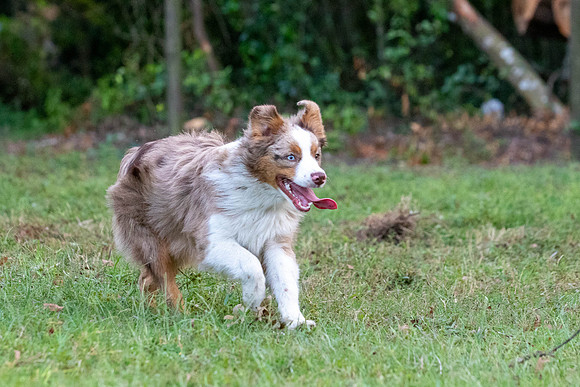 Puppies-0519