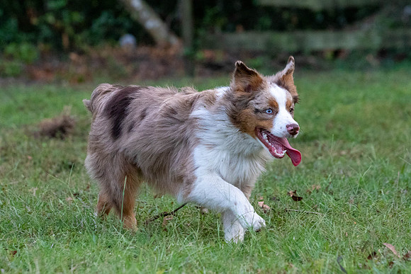 Puppies-0523