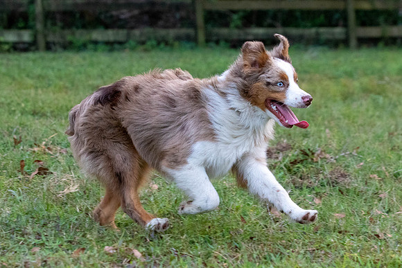 Puppies-0524