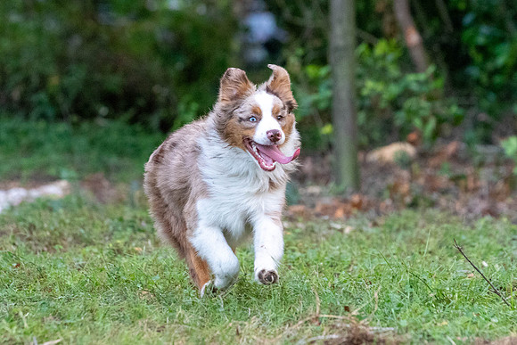 Puppies-0535