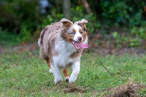 Puppies-0538