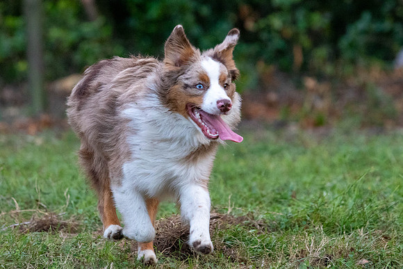 Puppies-0540