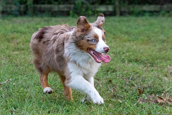 Puppies-0545
