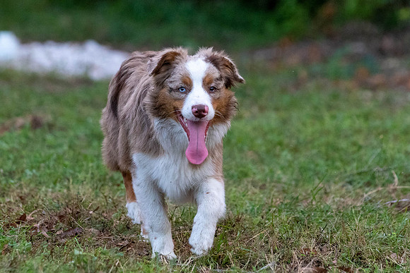 Puppies-0549