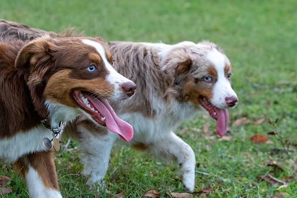 Puppies-0558