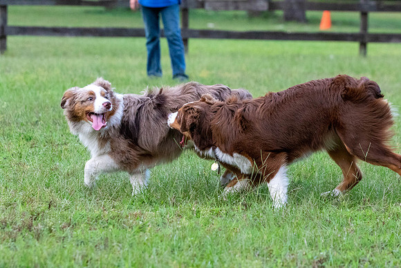 Puppies-0593