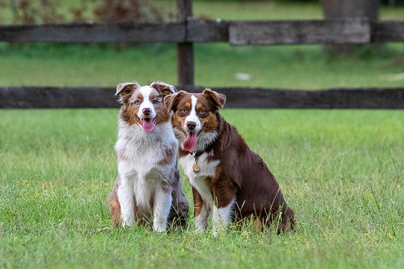 Puppies-0608