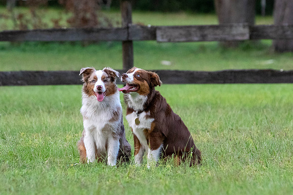 Puppies-0611