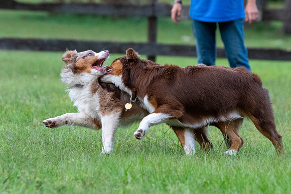 Puppies-0585