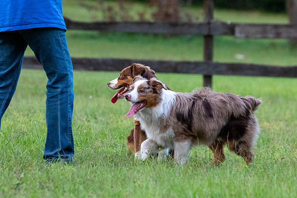 Puppies-0617