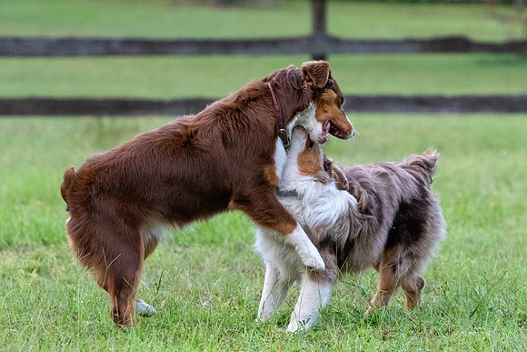 Puppies-0620