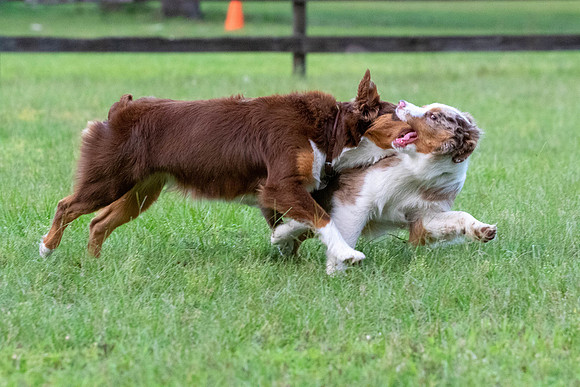 Puppies-0622
