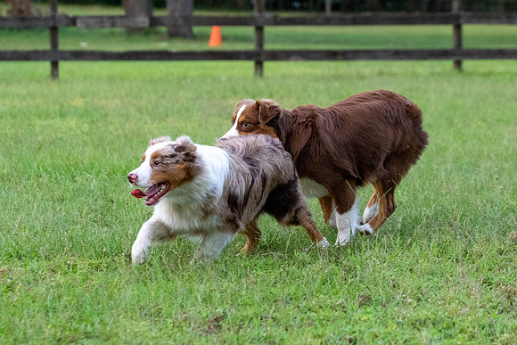 Puppies-0628