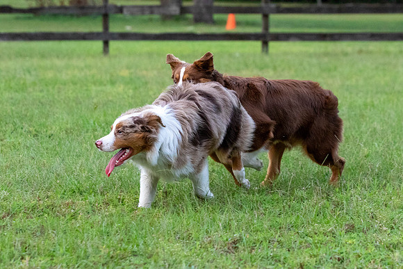 Puppies-0629