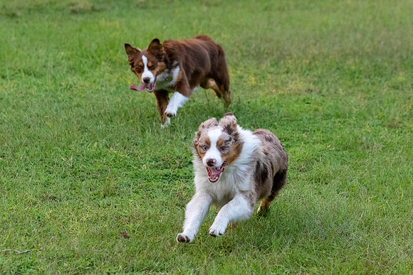 Puppies-0636