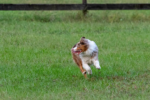 Puppies-0640