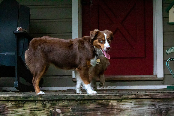 Puppies-0647