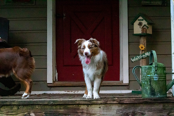 Puppies-0651