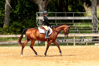 39. Jr/Int Hunter Under Saddle, over 14.2h