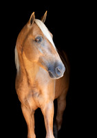 Equine