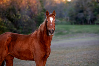 Flicka-2