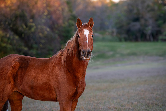 Flicka-2