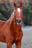2025 Flicka & Topaz