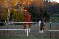 Flicka-1