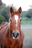 Flicka-7