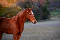 Flicka-3