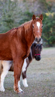 Flicka-6