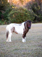 Flicka-5
