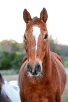 Flicka-8